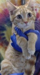 Shelter Stray Male Cat last seen Near BLOCK CORPORATION DR, FAYETTEVILLE NC 28306, 4704 Corporation Dr, Fayetteville, NC 28306, USA