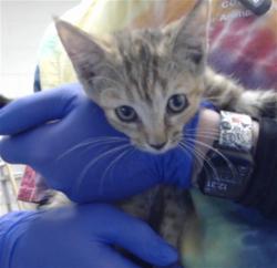 Shelter Stray Female Cat last seen Near EMERALD STONE LOOP, HOPE MILLS NC 28348, 4704 Corporation Dr, Fayetteville, NC 28306, USA
