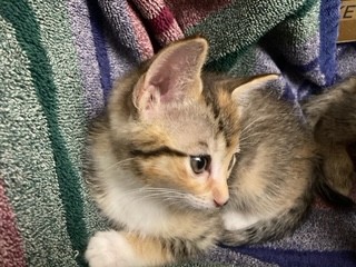 Shelter Stray Female Cat last seen OAKWOOD DR & MIRA MONTE DR, SAN BERNARDINO, CA, 92405, USA, 333 Chandler Pl, San Bernardino, CA 92408, USA