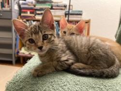 Shelter Stray Female Cat last seen OAKWOOD DR & MIRA MONTE DR, SAN BERNARDINO, CA, 92405, USA, 333 Chandler Pl, San Bernardino, CA 92408, USA