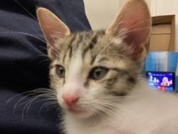 Shelter Stray Male Cat last seen OAKWOOD DR & MIRA MONTE DR, SAN BERNARDINO, CA, 92405, USA, 333 Chandler Pl, San Bernardino, CA 92408, USA