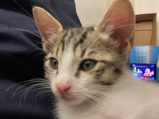 Shelter Stray Male Cat last seen OAKWOOD DR & MIRA MONTE DR, SAN BERNARDINO, CA, 92405, USA, 333 Chandler Pl, San Bernardino, CA 92408, USA