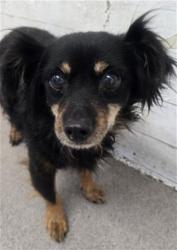 Shelter Stray Male Dog last seen Near BLOCK N 3RD ST, 333 Chandler Pl, San Bernardino, CA 92408, USA