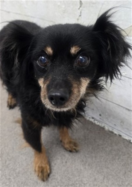 Shelter Stray Male Dog last seen Near BLOCK N 3RD ST, 333 Chandler Pl, San Bernardino, CA 92408, USA