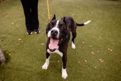Shelter Stray Male Dog last seen , 2769 Conroy Rd, Orlando, FL 32839, USA