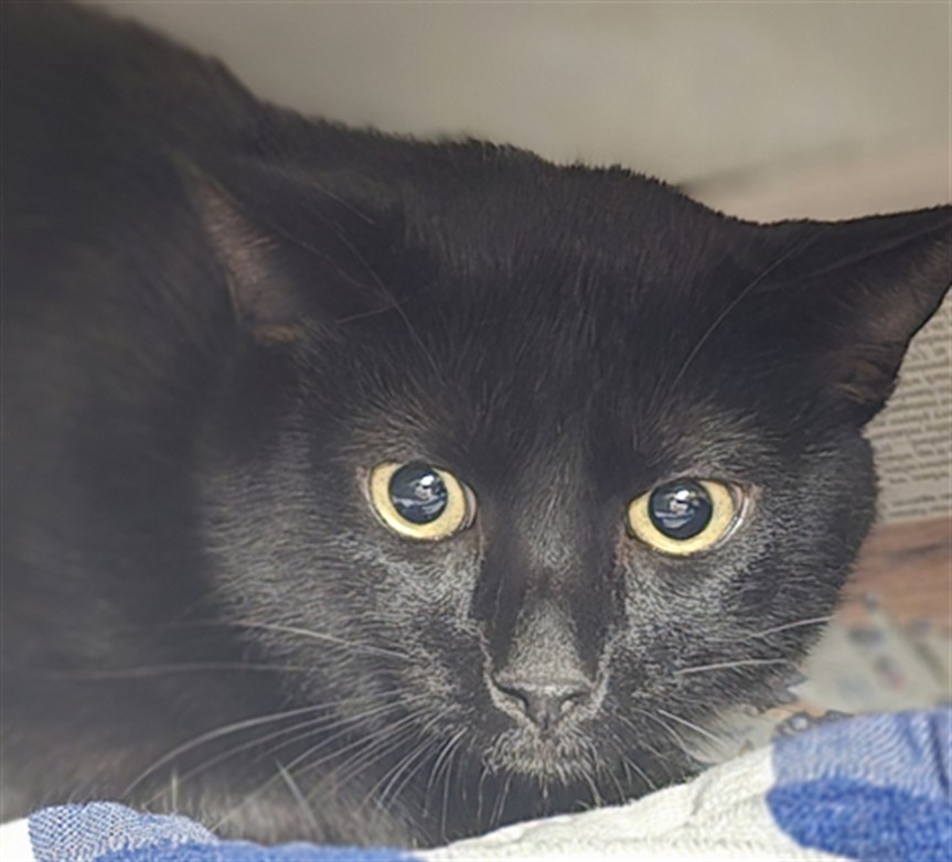 Shelter Stray Male Cat last seen , West Valley Animal Shelter, 20655 Plummer St, Chatsworth, CA 91311, USA