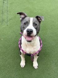 Shelter Stray Male Dog last seen , 11361 W Pico Blvd, Los Angeles, CA 90064, USA