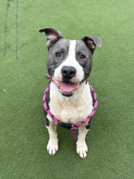 Shelter Stray Male Dog last seen , 11361 W Pico Blvd, Los Angeles, CA 90064, USA
