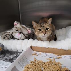Shelter Stray Female Cat last seen , 11361 W Pico Blvd, Los Angeles, CA 90064, USA