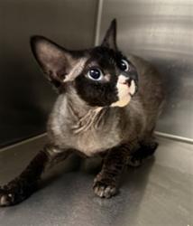 Shelter Stray Male Cat last seen , 11361 W Pico Blvd, Los Angeles, CA 90064, USA