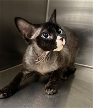 Shelter Stray Male Cat last seen , 11361 W Pico Blvd, Los Angeles, CA 90064, USA