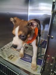 Shelter Stray Male Dog last seen , 1850 W 60th St, Los Angeles, CA 90047, USA