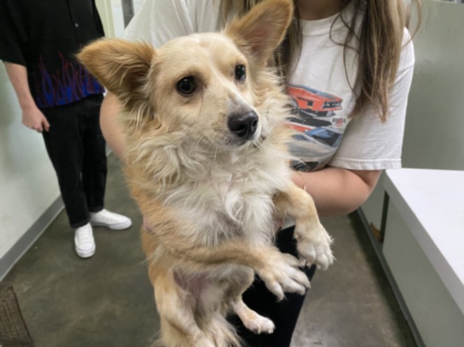Shelter Stray Male Dog last seen , 1850 W 60th St, Los Angeles, CA 90047, USA