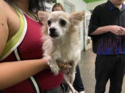 Shelter Stray Female Dog last seen , 1850 W 60th St, Los Angeles, CA 90047, USA