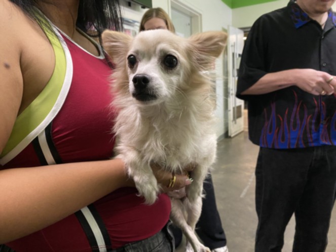 Shelter Stray Female Dog last seen , 1850 W 60th St, Los Angeles, CA 90047, USA