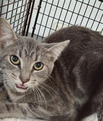 Shelter Stray Male Cat last seen , 1850 W 60th St, Los Angeles, CA 90047, USA