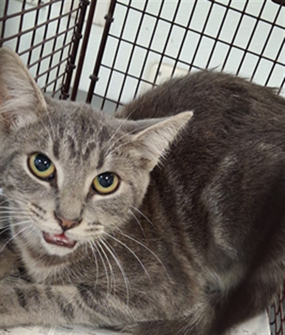 Shelter Stray Male Cat last seen , 1850 W 60th St, Los Angeles, CA 90047, USA