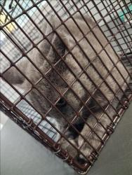 Shelter Stray Female Cat last seen , 1850 W 60th St, Los Angeles, CA 90047, USA