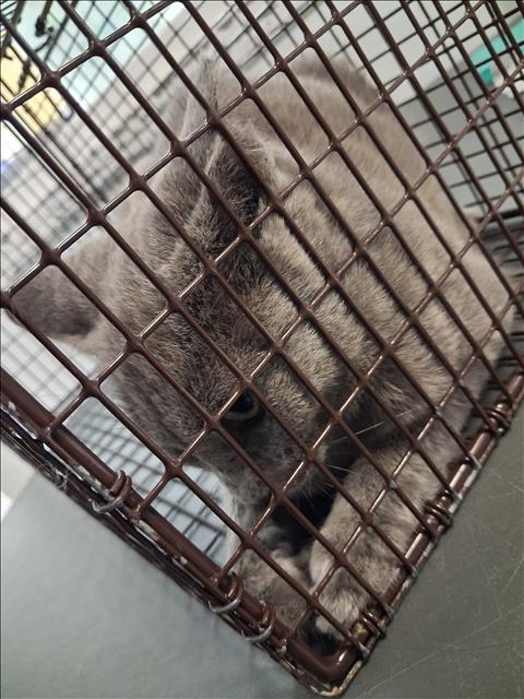 Shelter Stray Female Cat last seen , 1850 W 60th St, Los Angeles, CA 90047, USA
