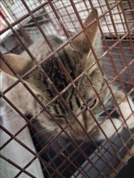 Shelter Stray Female Cat last seen , 1850 W 60th St, Los Angeles, CA 90047, USA