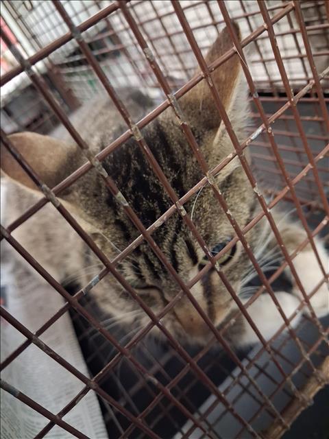 Shelter Stray Female Cat last seen , 1850 W 60th St, Los Angeles, CA 90047, USA