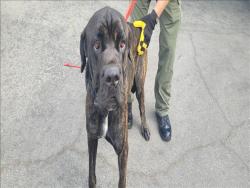 Shelter Stray Male Dog last seen , 1850 W 60th St, Los Angeles, CA 90047, USA