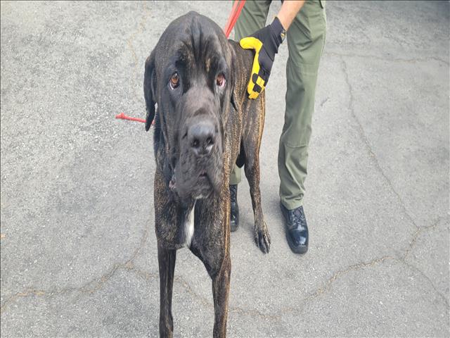 Shelter Stray Male Dog last seen , 1850 W 60th St, Los Angeles, CA 90047, USA