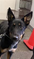 Shelter Stray Female Dog last seen , 1850 W 60th St, Los Angeles, CA 90047, USA