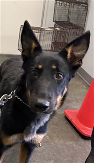 Shelter Stray Female Dog last seen , 1850 W 60th St, Los Angeles, CA 90047, USA
