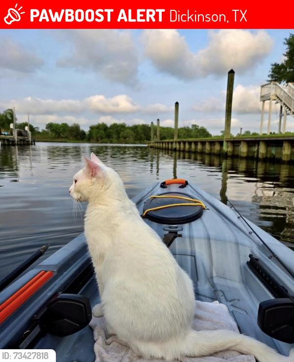 Lost Female Cat last seen Bayou Bend Dr and Mariners Mooring, Dickinson, TX 77539
