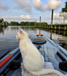 Lost Female Cat last seen Bayou Bend Dr and Mariners Mooring, Dickinson, TX 77539