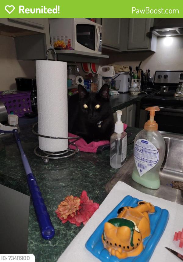 Reunited Male Cat last seen Corners Way, Norcross, GA 30092