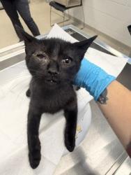 Shelter Stray Male Cat last seen GRAHAM, 221 Stone Quarry Rd, Burlington, NC 27217, USA