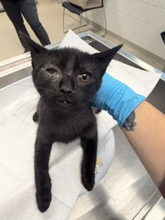 Shelter Stray Male Cat last seen GRAHAM, 221 Stone Quarry Rd, Burlington, NC 27217, USA