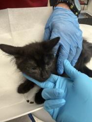Shelter Stray Male Cat last seen GRAHAM, 221 Stone Quarry Rd, Burlington, NC 27217, USA
