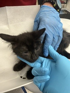 Shelter Stray Male Cat last seen GRAHAM, 221 Stone Quarry Rd, Burlington, NC 27217, USA