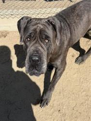 Shelter Stray Female Dog last seen Near BLOCK SPARKS ST, BAKERSFIELD CA 93307, 3951 Fruitvale Ave, Bakersfield, CA 93308, USA