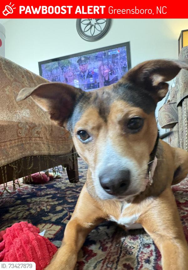 Lost Female Dog last seen near castle croft rd greensboro, Greensboro, NC 27407