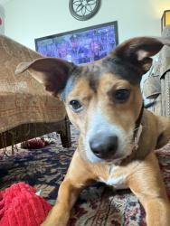 Lost Female Dog last seen near castle croft rd greensboro, Greensboro, NC 27407
