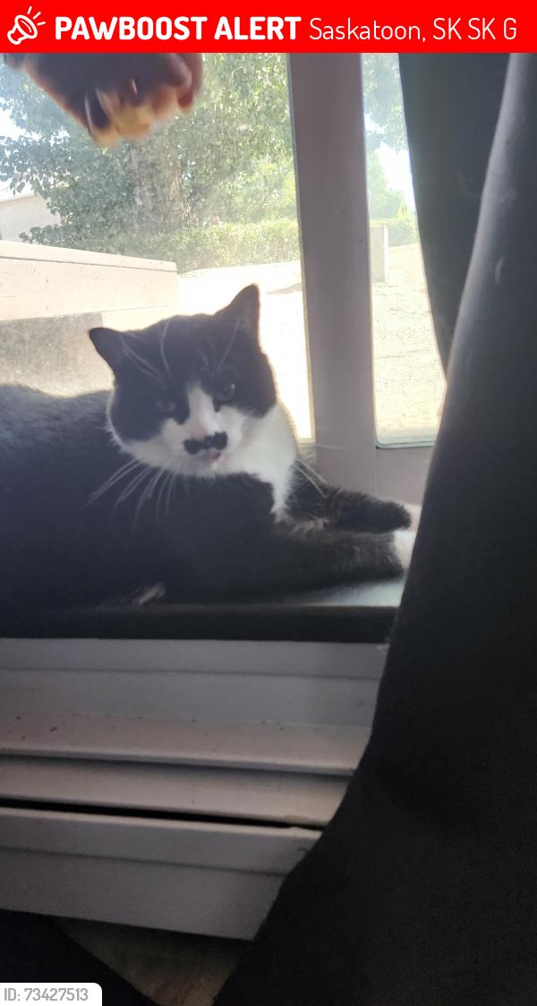Lost Female Cat last seen Meilicke Road, Silverwood Road and Whiteswan dr, Saskatoon, SK S7K 6G1