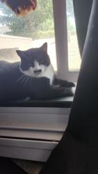 Lost Female Cat last seen Meilicke Road, Silverwood Road and Whiteswan dr, Saskatoon, SK S7K 6G1