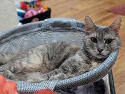 Lost Female Cat last seen Boynton Beach Leisureville, Boynton Beach, FL 33426