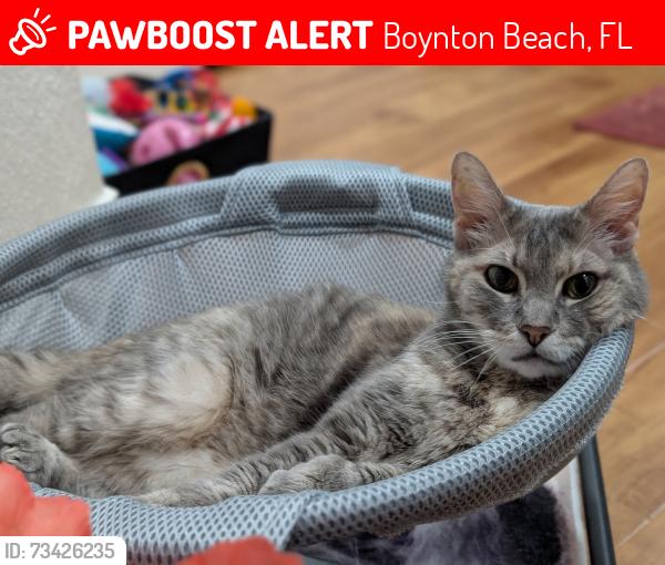 Lost Female Cat last seen Boynton Beach Leisureville, Boynton Beach, FL 33426