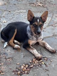 Found/Stray Female Dog last seen Iowa Ave, Dallas, TX 75216