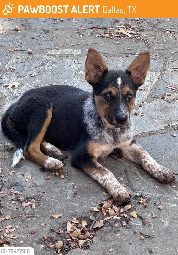 Found/Stray Female Dog last seen Iowa Ave, Dallas, TX 75216