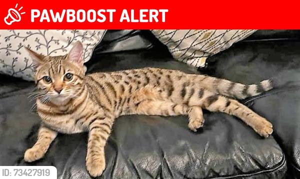 Lost Female Cat last seen Snow Hill, West Midlands, England B19 3LY