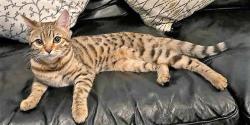 Lost Female Cat last seen Snow Hill, West Midlands, England B19 3LY
