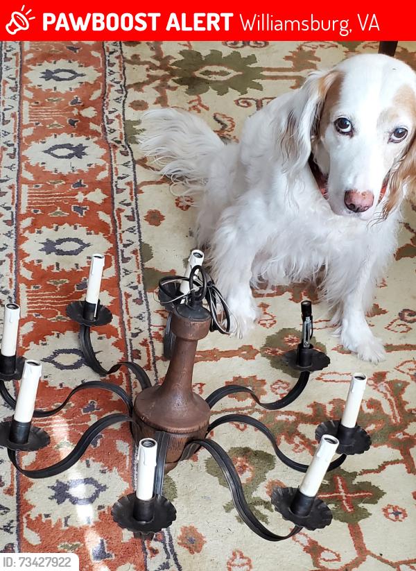 Lost Female Dog last seen Treyburn and Monticello, Williamsburg, VA 23185