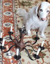 Lost Female Dog last seen Treyburn and Monticello, Williamsburg, VA 23185