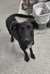 Shelter Stray Male Dog last seen Simmons/Hazel, New Bern City Limits, NC, 1639 Old Airport Rd, New Bern, NC 28562, USA